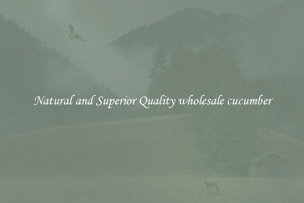 Natural and Superior Quality wholesale cucumber